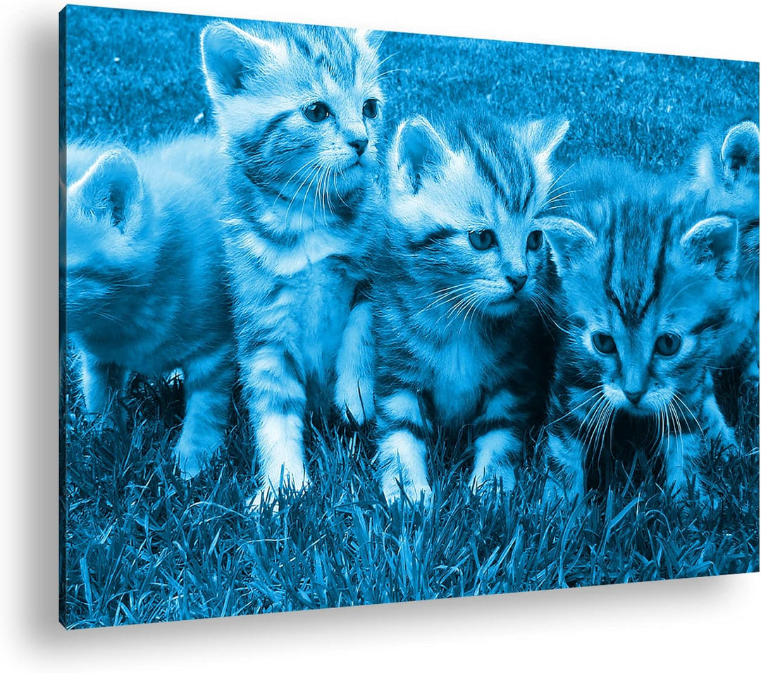 niedliche Katzenbabys auf der Wiese Format 80x60 Effekt: Monocrome Blau als Leinwandbild, Motiv fert