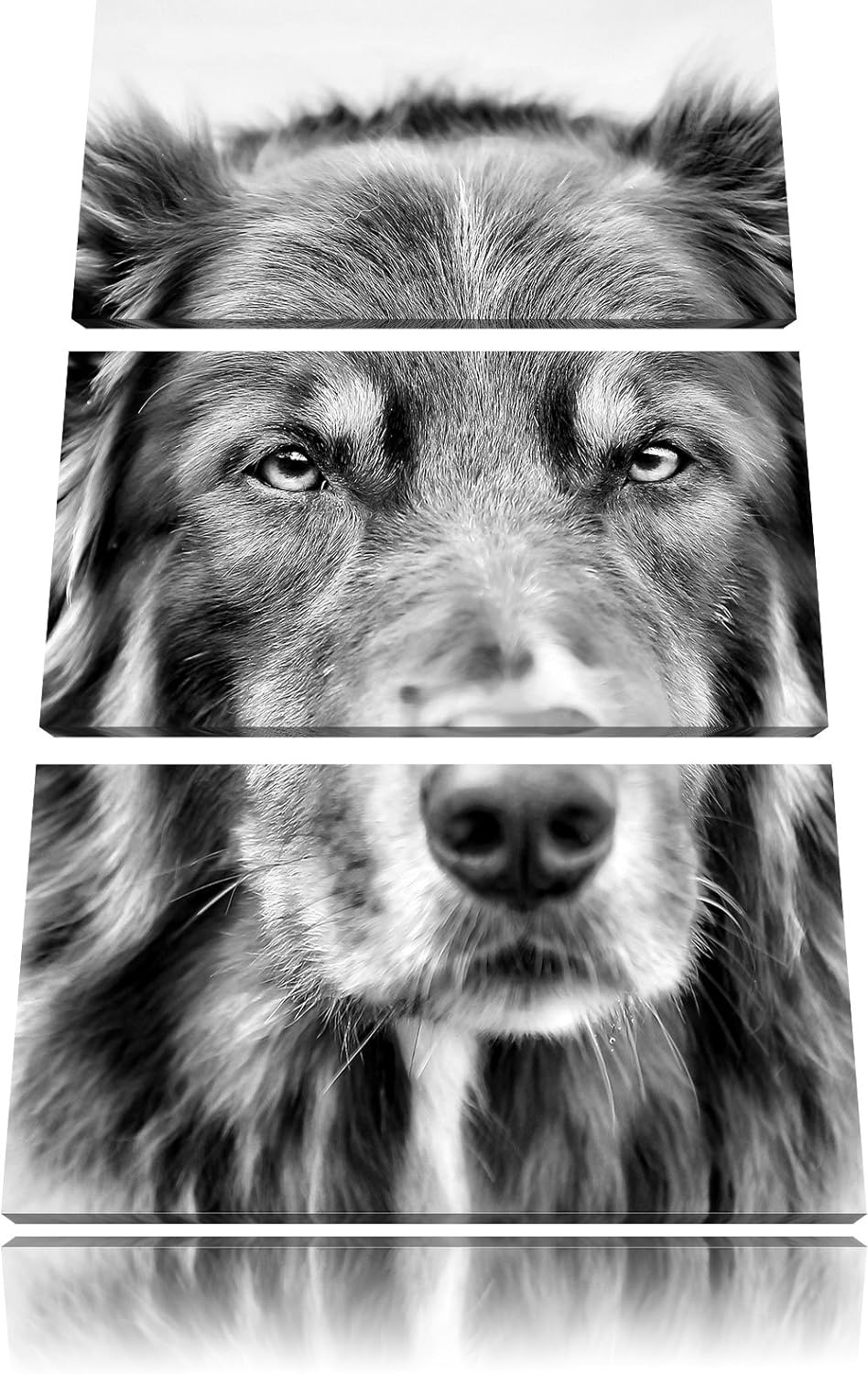Monocrome, Australien Shepherd Mischling 3-Teiler Leinwandbild 120x80 Bild auf Leinwand
