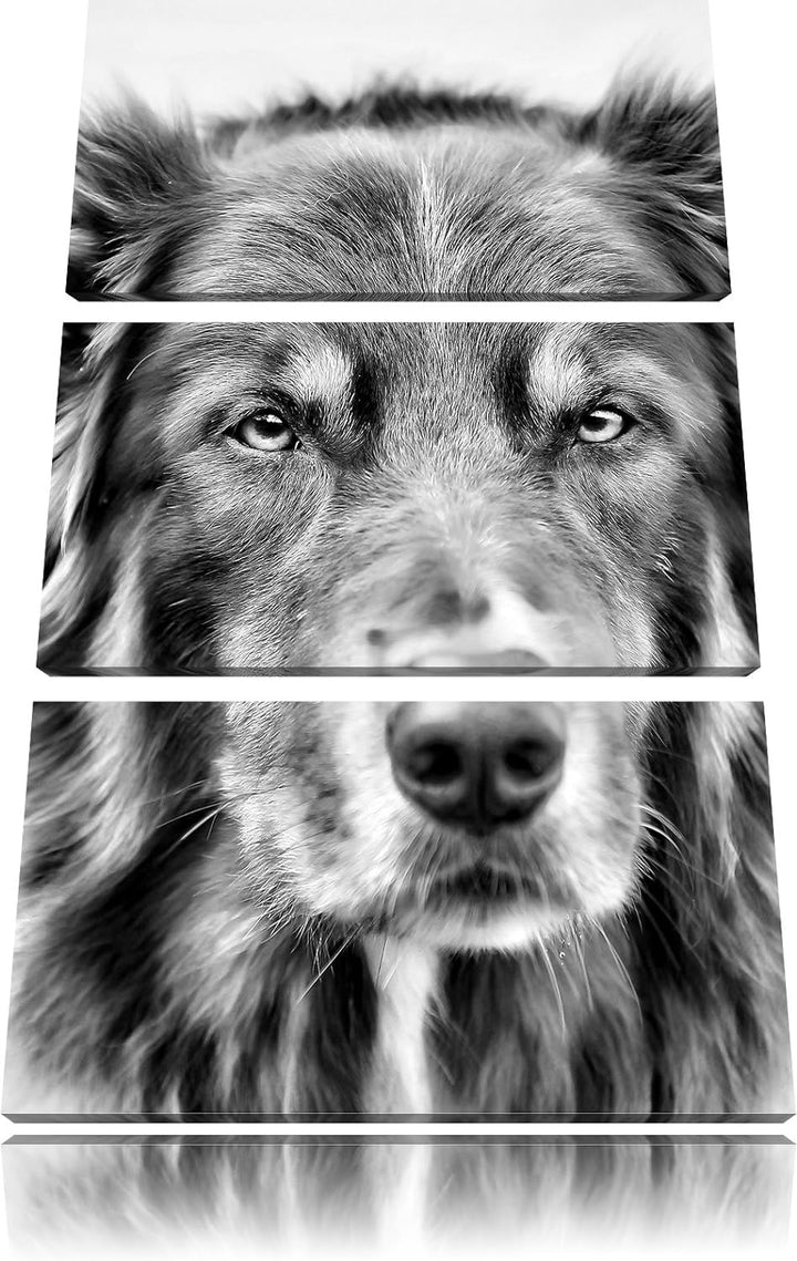 Monocrome, Australien Shepherd Mischling 3-Teiler Leinwandbild 120x80 Bild auf Leinwand