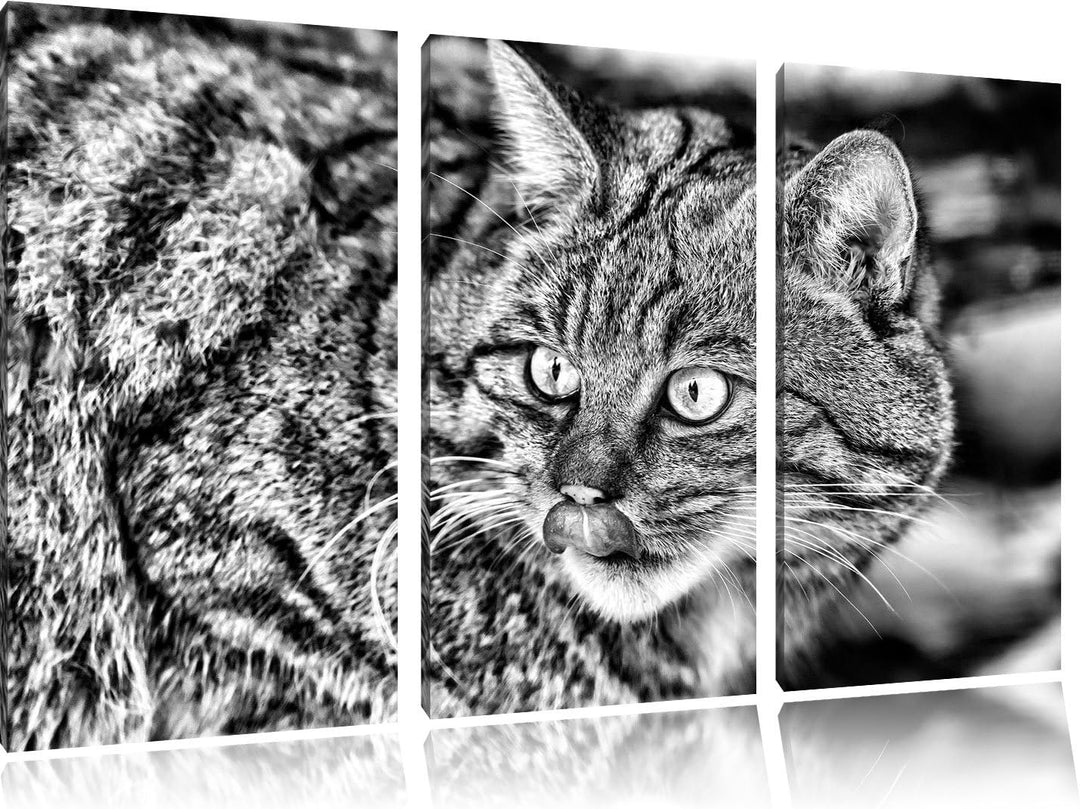 Pixxprint schöne Manul in Schneelandschaft als Leinwandbild/Grösse: 3 Teilig (120x80) cm/Wandbild/Ku