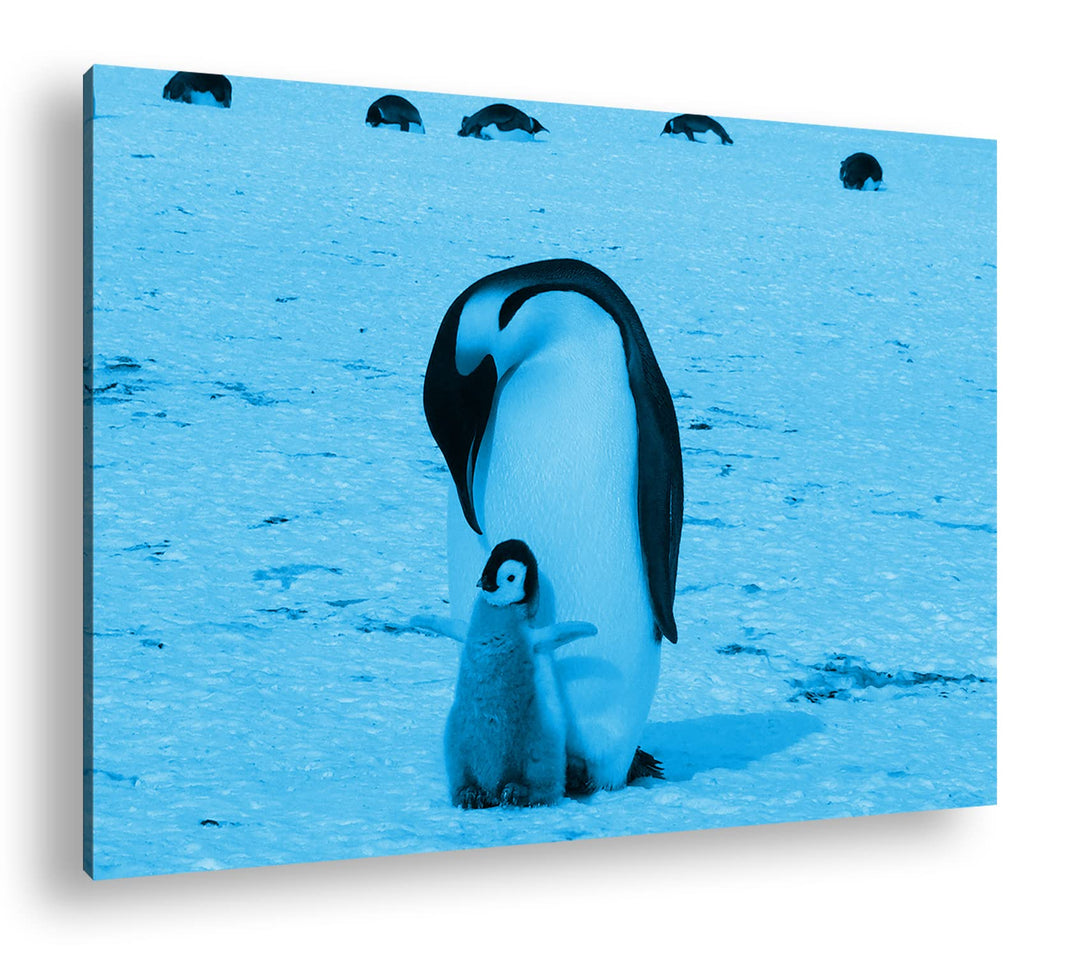 deyoli süsse Kaiserpinguine in der Antarktis Format 60x40 Effekt: Monocrome Blau als Leinwandbild, M