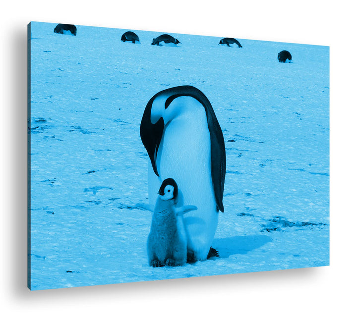 deyoli süsse Kaiserpinguine in der Antarktis Format 60x40 Effekt: Monocrome Blau als Leinwandbild, M