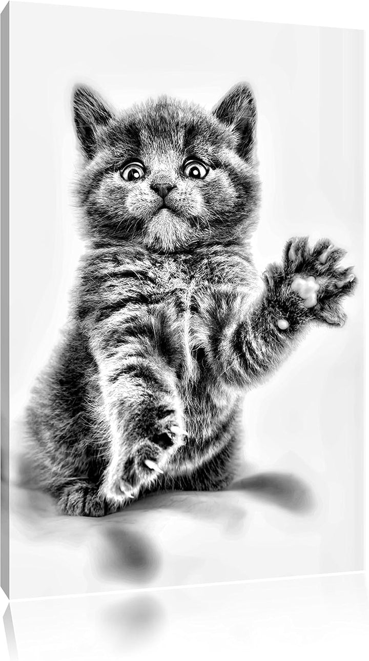 Pixxprint Babykatze die bettelt als Leinwandbild/Grösse: 100x70 / Wandbild/Kunstdruck/fertig bespann
