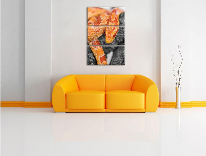 Pixxprint ruhende Kornnatter auf Baum als Leinwandbild/Grösse: 3 Teilig (120x80) cm/Wandbild/Kunstdr