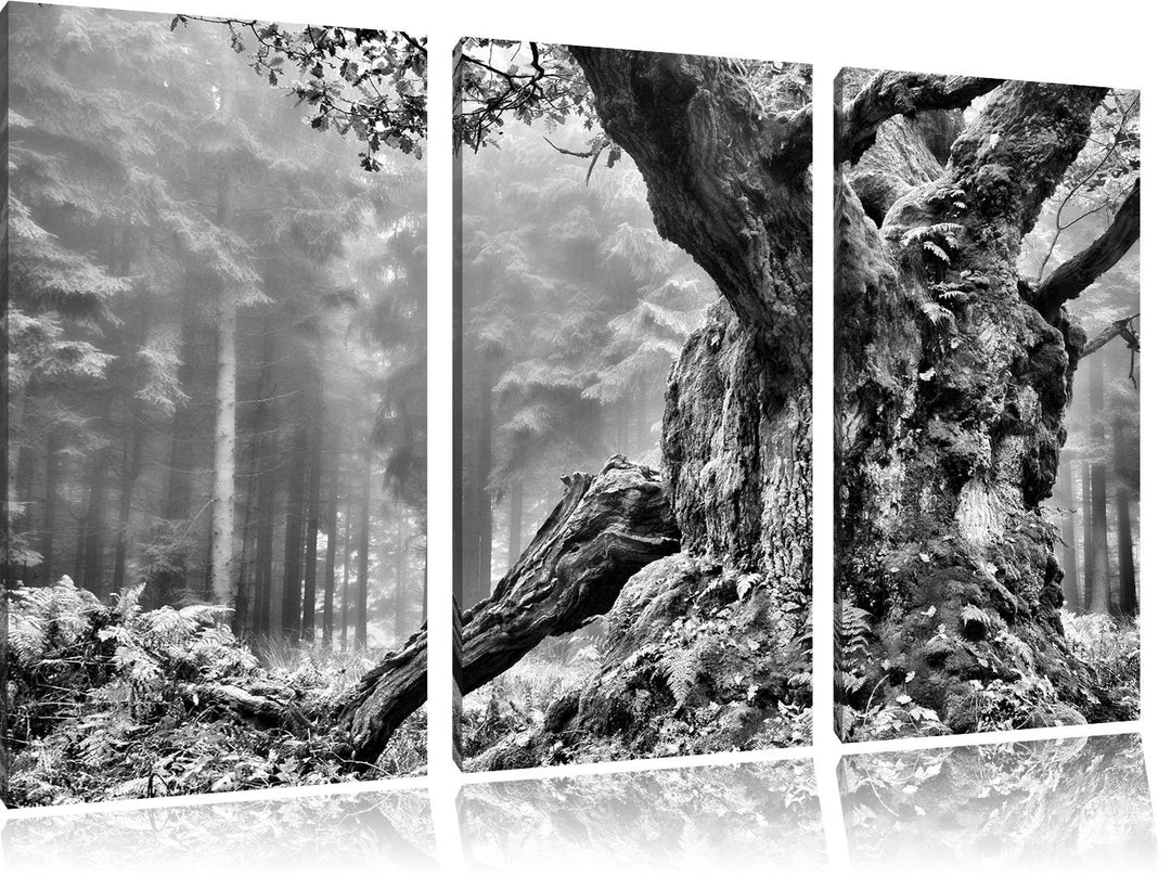 Pixxprint Dicker Baum im Wald im Moos als Leinwandbild/Grösse: 3 Teilig (120x80) cm/Wandbild/Kunstdr