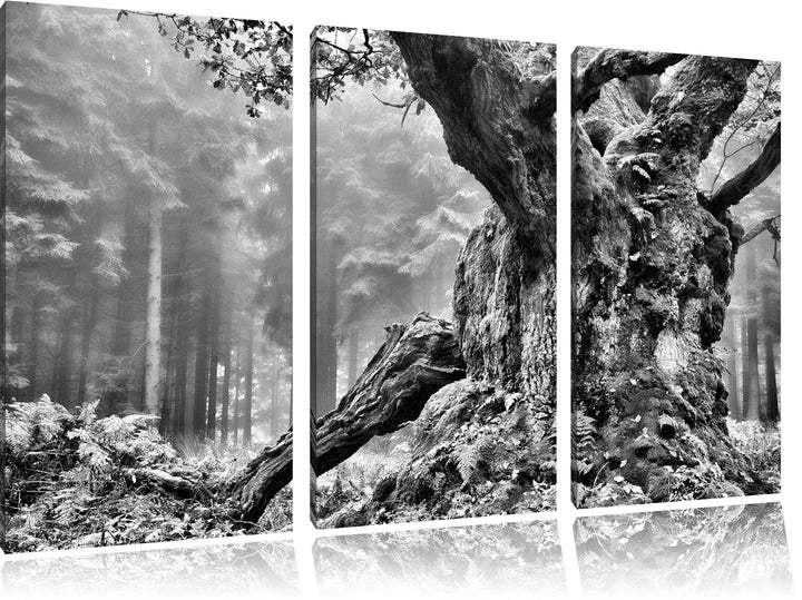 Pixxprint Dicker Baum im Wald im Moos als Leinwandbild/Grösse: 3 Teilig (120x80) cm/Wandbild/Kunstdr