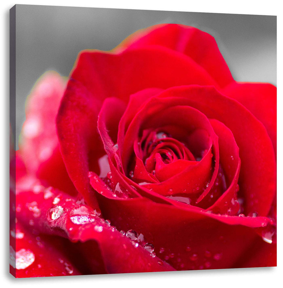 Pixxprint Rose mit Wassertropfen als Leinwandbild/Grösse: 70x70 cm/Wandbild/Kunstdruck/fertig bespan