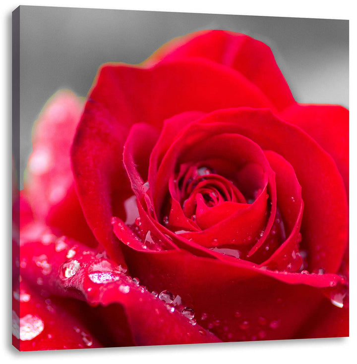Pixxprint Rose mit Wassertropfen als Leinwandbild/Grösse: 70x70 cm/Wandbild/Kunstdruck/fertig bespan