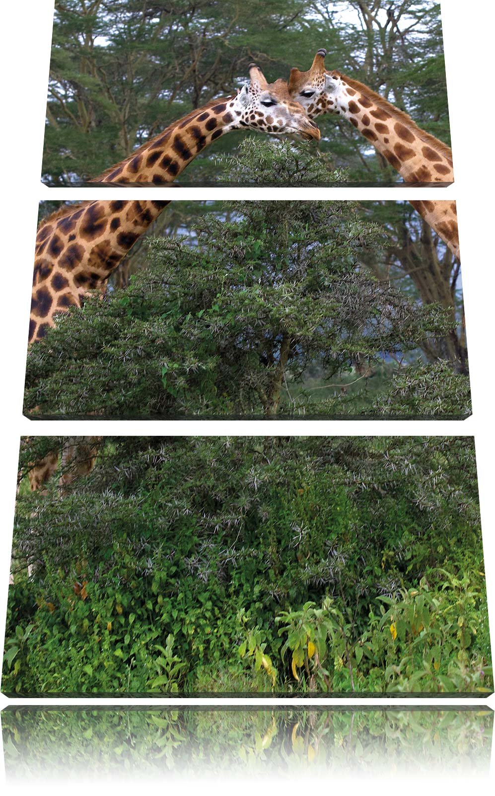 Pixxprint schönes Giraffenpaar in der Savanne 3-Teiler Leinwandbild 120x80 Bild auf Leinwand, riesig