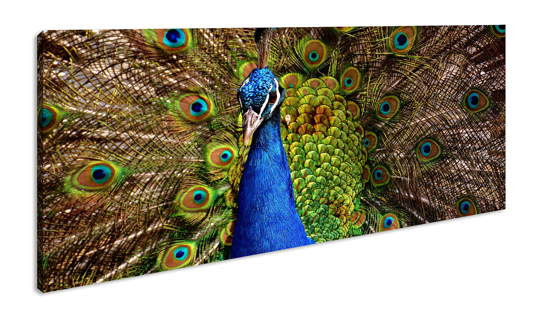 himmlisches Pfau Gefieder Panorama 80x40 cm als Leinwandbild, Motiv fertig gerahmt auf Echtholzrahme