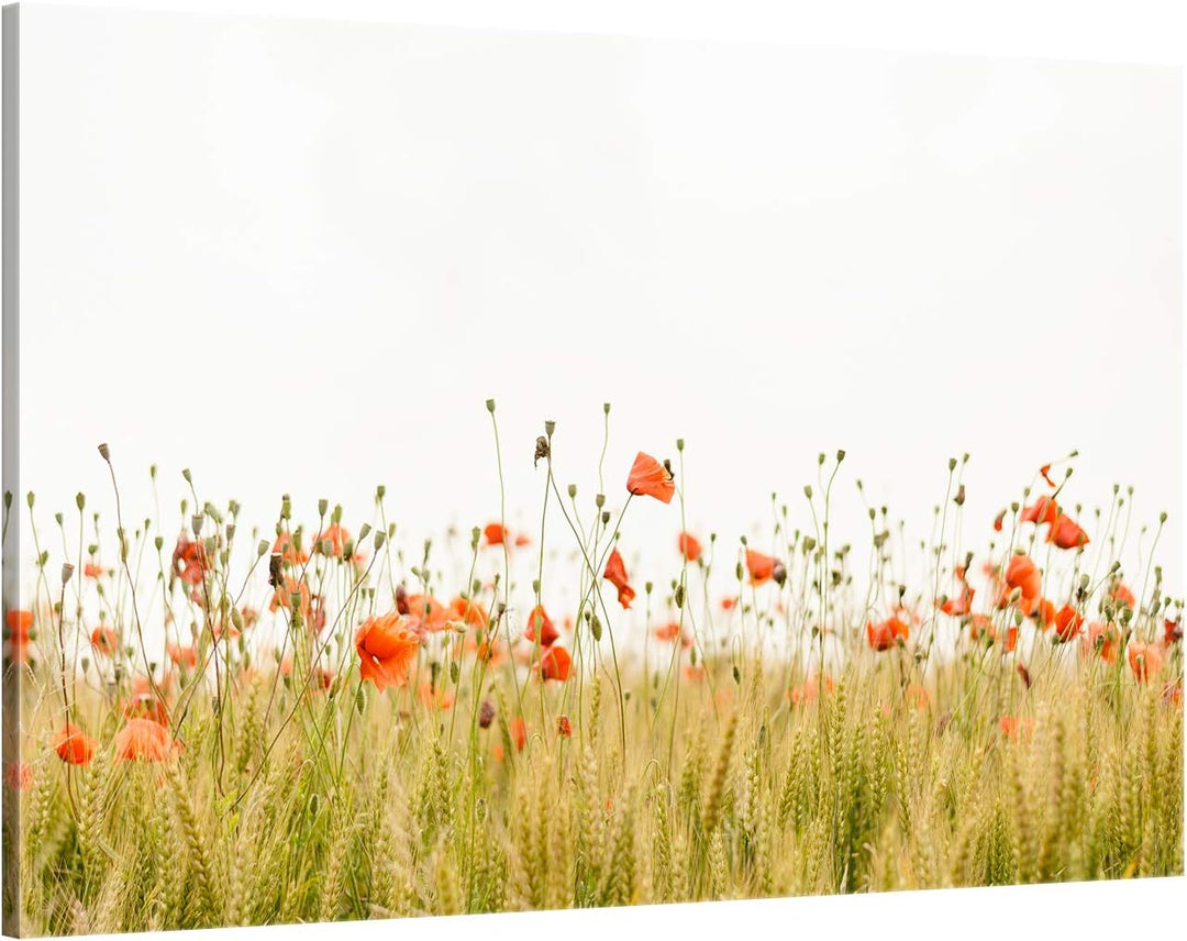 ge Bildet Bild auf Leinwand | Mohnfeld - blumen natur M in 120x80 cm als Wandbild XXL | Wand-deko De