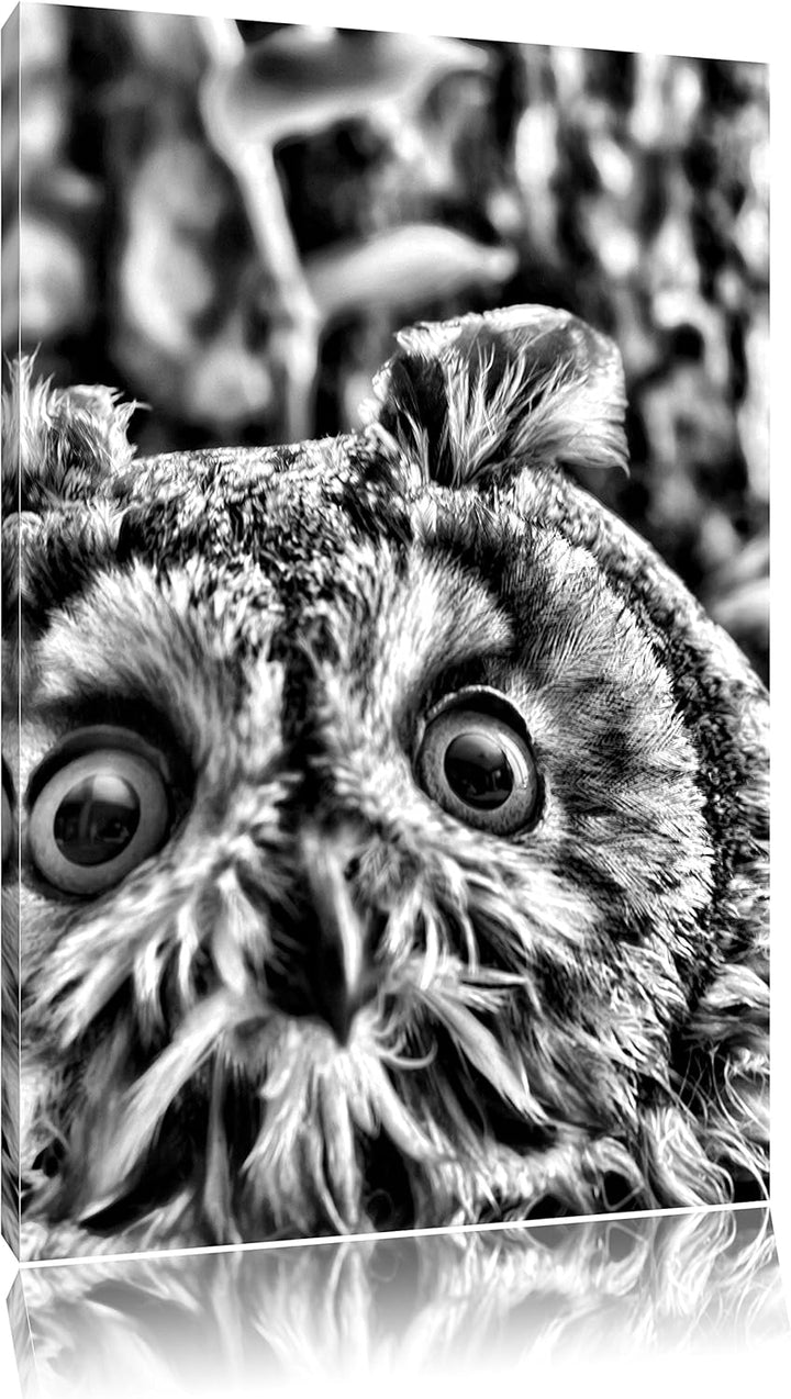 Pixxprint Kleine Eule grüne Augen als Leinwandbild/Grösse: 100x70 cm/Wandbild/Kunstdruck/fertig besp