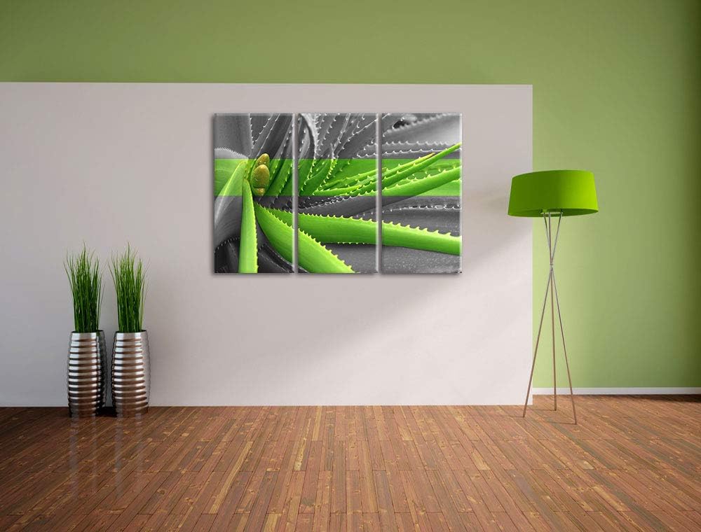 Pixxprint grüne Aloe Vera Pflanze als Leinwandbild | Grösse: 3 Teilig (120x80) | Wandbild| Kunstdruc