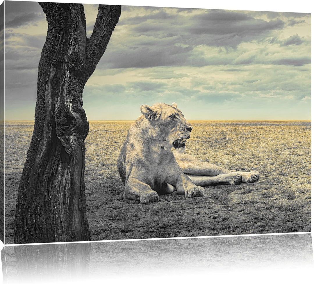 Pixxprint Löwin Ruhe Savanne als Leinwandbild/Grösse: 100x70 / Wandbild/Kunstdruck/fertig bespannt,