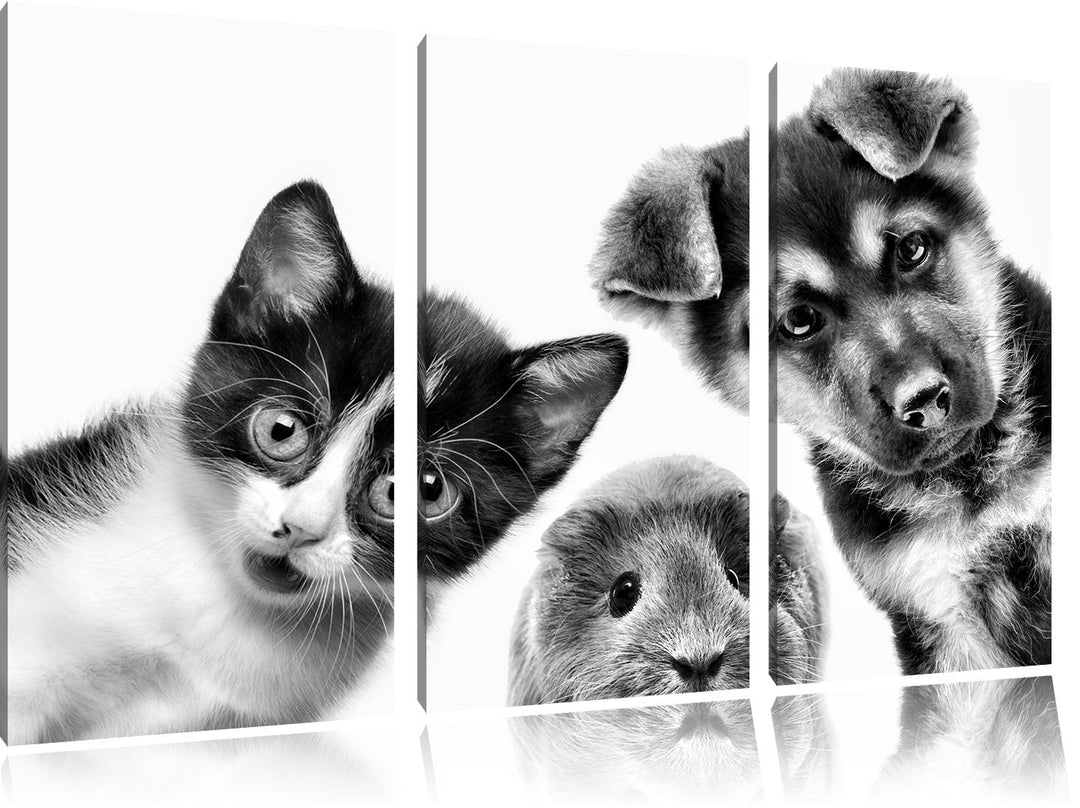 Pixxprint Trio Hund Katze Meerschwein als Leinwandbild/Grösse: 3 Teilig (120x80) cm/Wandbild/Kunstdr