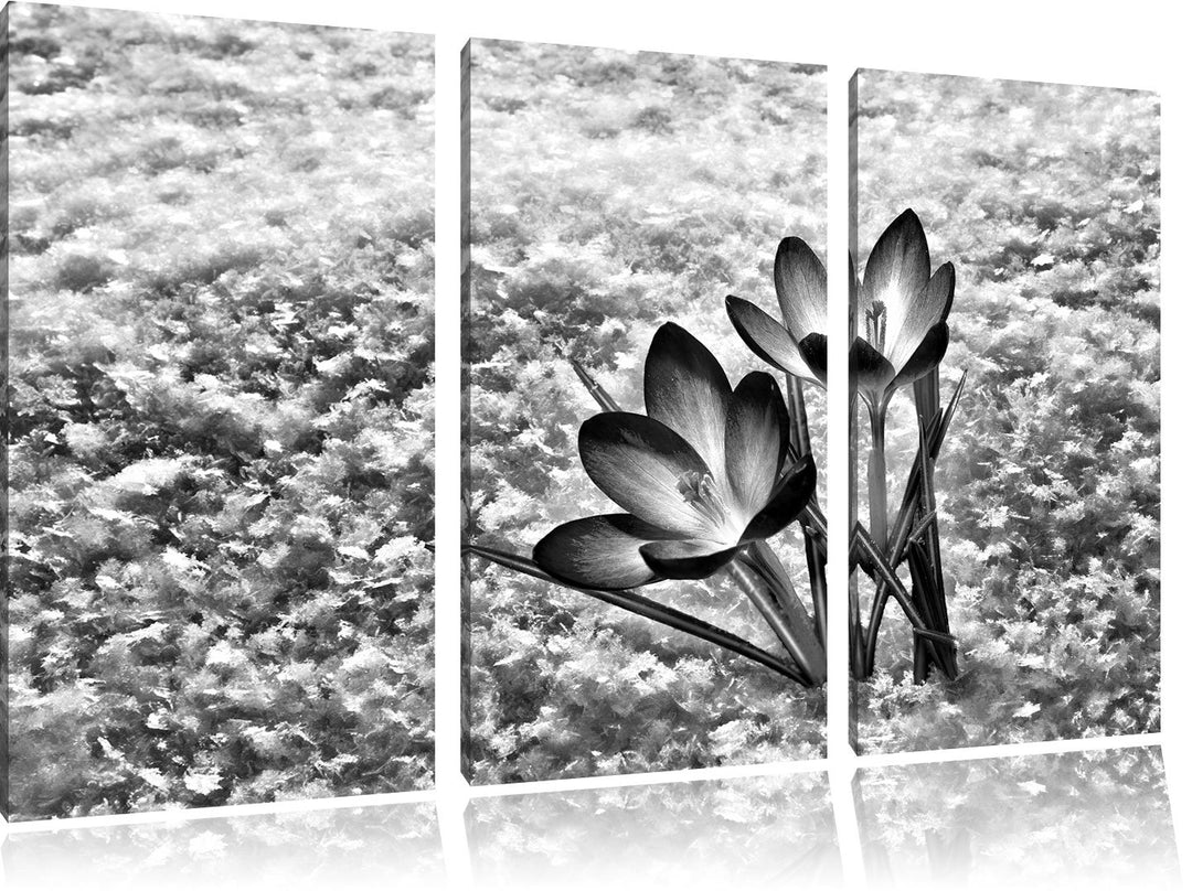 Pixxprint Lila Krokusse im Schnee als Leinwandbild/Grösse: 3 Teilig (120x80) cm/Wandbild/Kunstdruck/