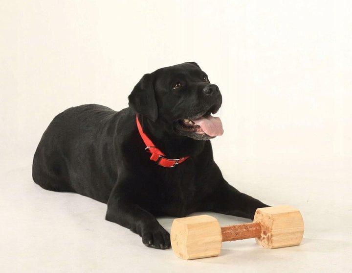 Dingo Apportier Holz aus einem Stück Erlenholz Apport für Gehorsam Obedience Spiel, Spass und Hundet