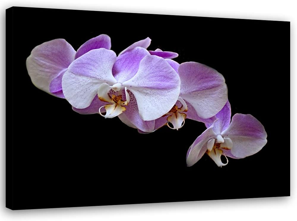 Feeby Bild auf Leinwand Blumen Kunstdruck modern Orchidee Violett 80x60 cm Leinwandbild 80x60 cm Vio