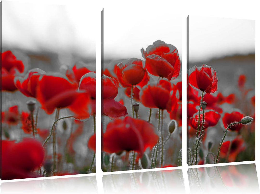 Pixxprint Feuriger Mohn als Leinwandbild | Grösse: 3 Teilig (120x80) | Wandbild| Kunstdruck | fertig