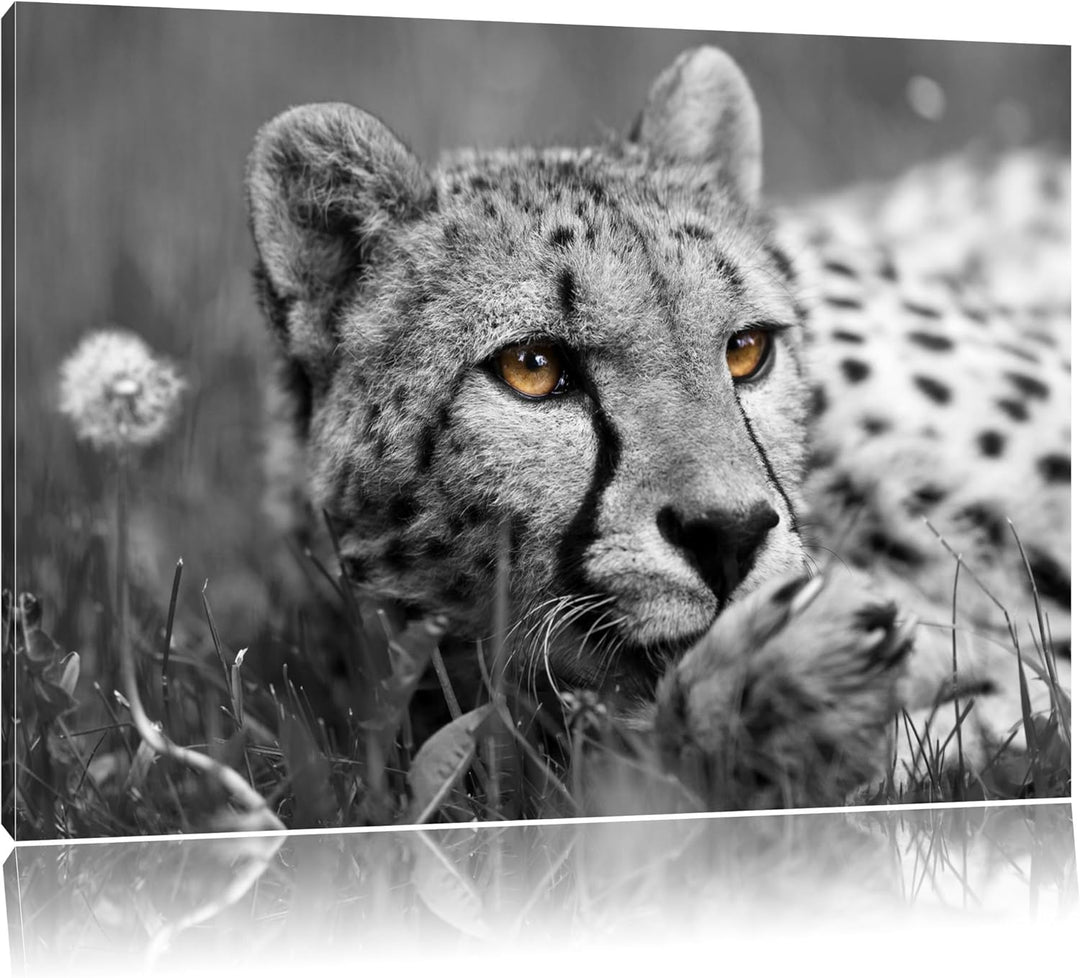 hübscher Gepard im Gras schwarz/weiss Format: 100x70 auf Leinwand, XXL riesige Bilder fertig gerahmt