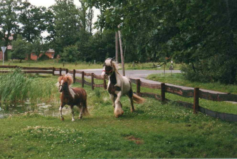 Scheidler horse-direkt Schwarzkümmelsamen ganz, 15kg, Pferd, zur Unterstützung, Einzelfuttermittel,