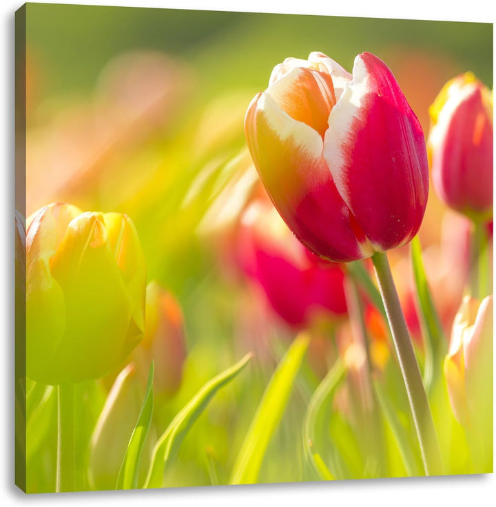 Blühende rote Tulpen, Format: 70x70 auf Leinwand, XXL riesige Bilder fertig gerahmt mit Keilrahmen,