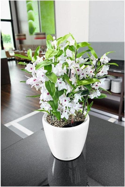 LECHUZA CLASSICO Premium LS 35 weiss hochglanz 16060 36x36x32.5 cm Weiss Hochglanz Einzel, 36x36x32.