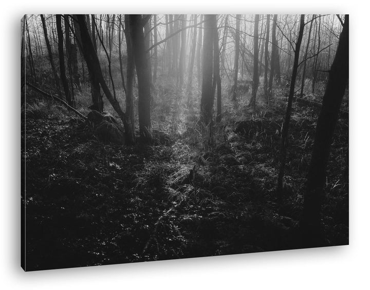 deyoli Dunkler Wald Effekt: Schwarz/Weiss Format: 100x70 als Leinwand, Motiv fertig gerahmt auf Echt