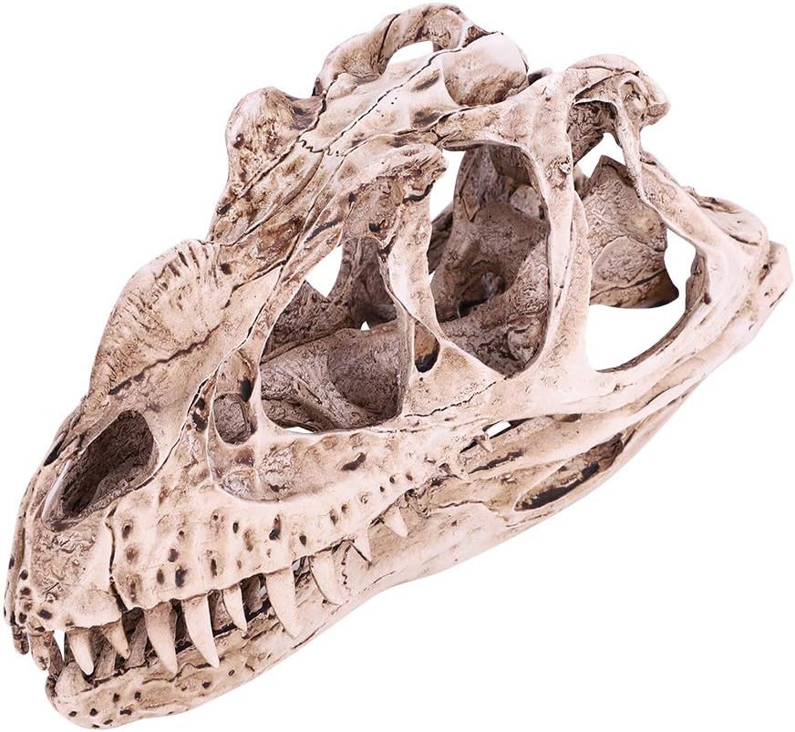 VIFERR Dinosaurier-Schädel-Modell Harz simuliertes Dinosaurier-Skelett Home-Office-Dekor Handwerk Le