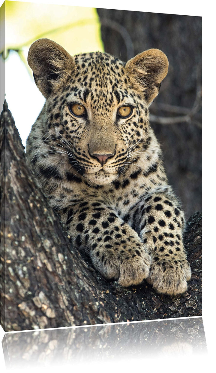 Pixxprint Leopardenbaby, Format: 100x70 auf Leinwand, XXL riesige Bilder fertig gerahmt mit Keilrahm