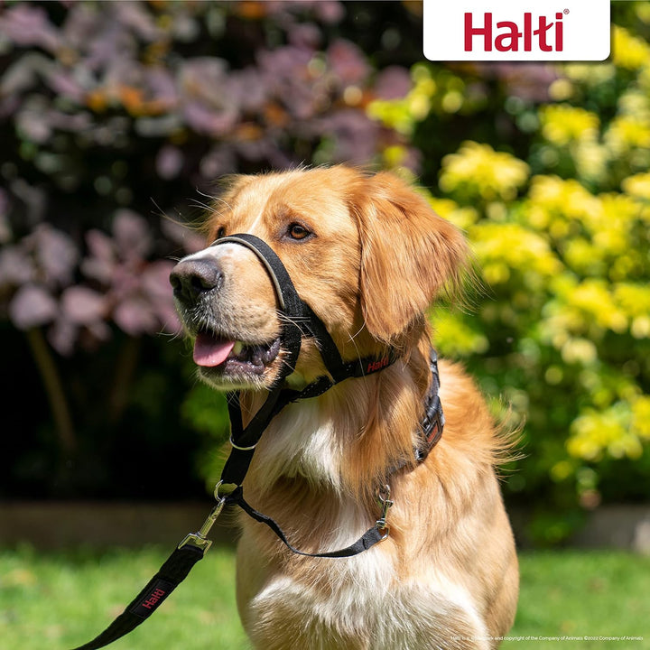 Halti Kopfhalsband und Trainingsleine Kombi-Pack, stoppt das Ziehen des Hundes auf Spaziergängen, be