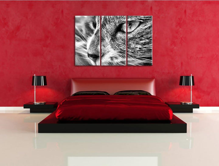 Pixxprint Katze mit blauen Augen als Leinwandbild/Grösse: 3 Teilig (120x80) cm/Wandbild/Kunstdruck/f