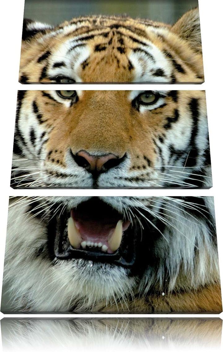Pixxprint Tiger mit offenem Maul 3-Teiler Leinwandbild 120x80 Bild auf Leinwand