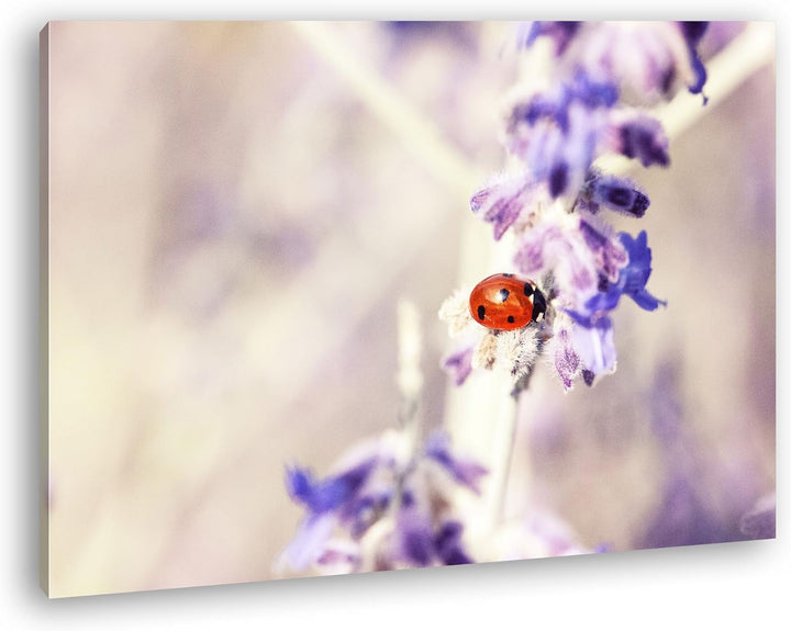 deyoli süsser Marienkäfer auf einem Lavendelzweig Format: 80x60 als Leinwandbild, Motiv fertig gerah