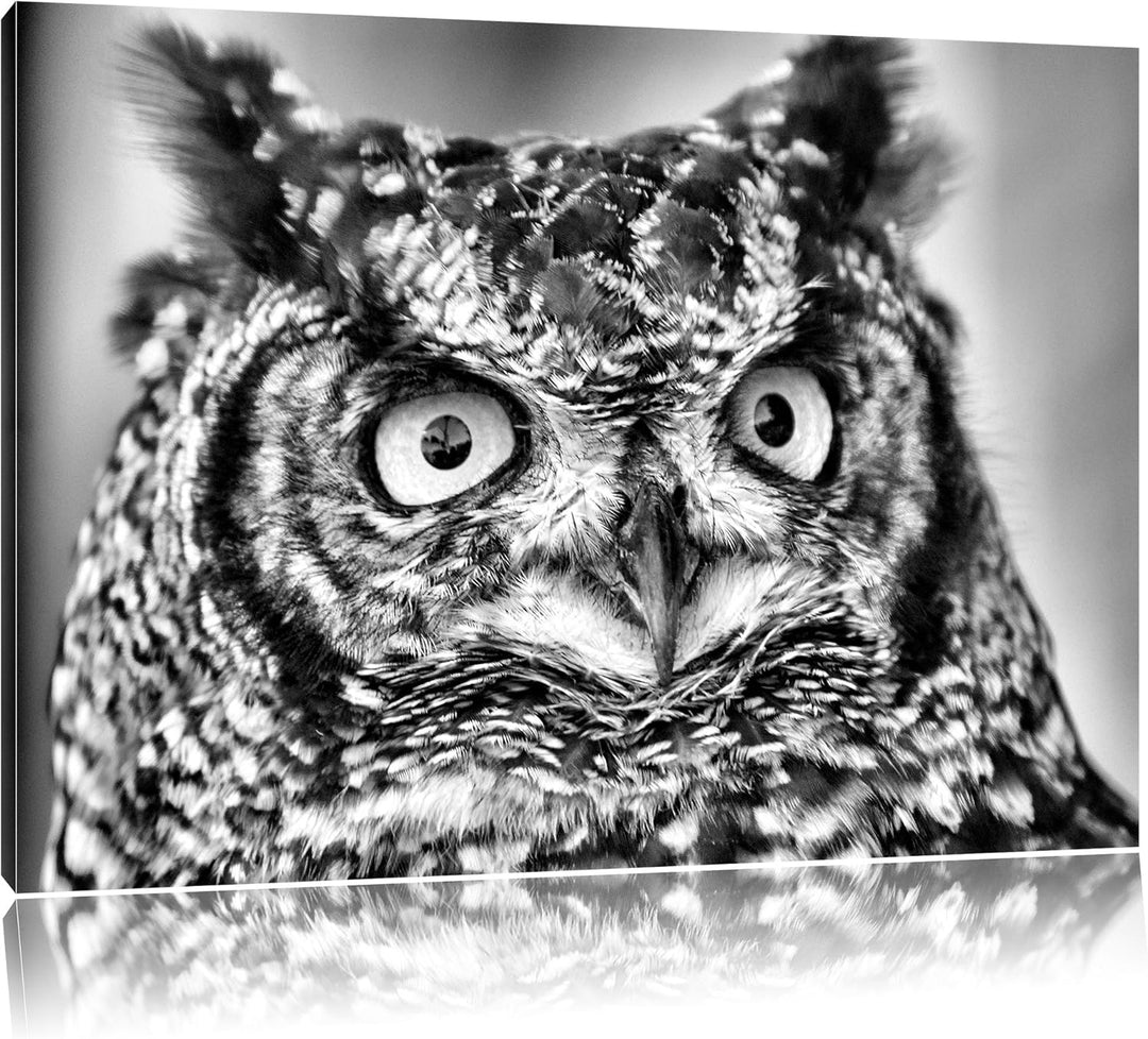 Pixxprint hübsche Waldohreule / 100x70cm Leinwandbild bespannt auf Holzrahmen/Wandbild Kunstdruck De