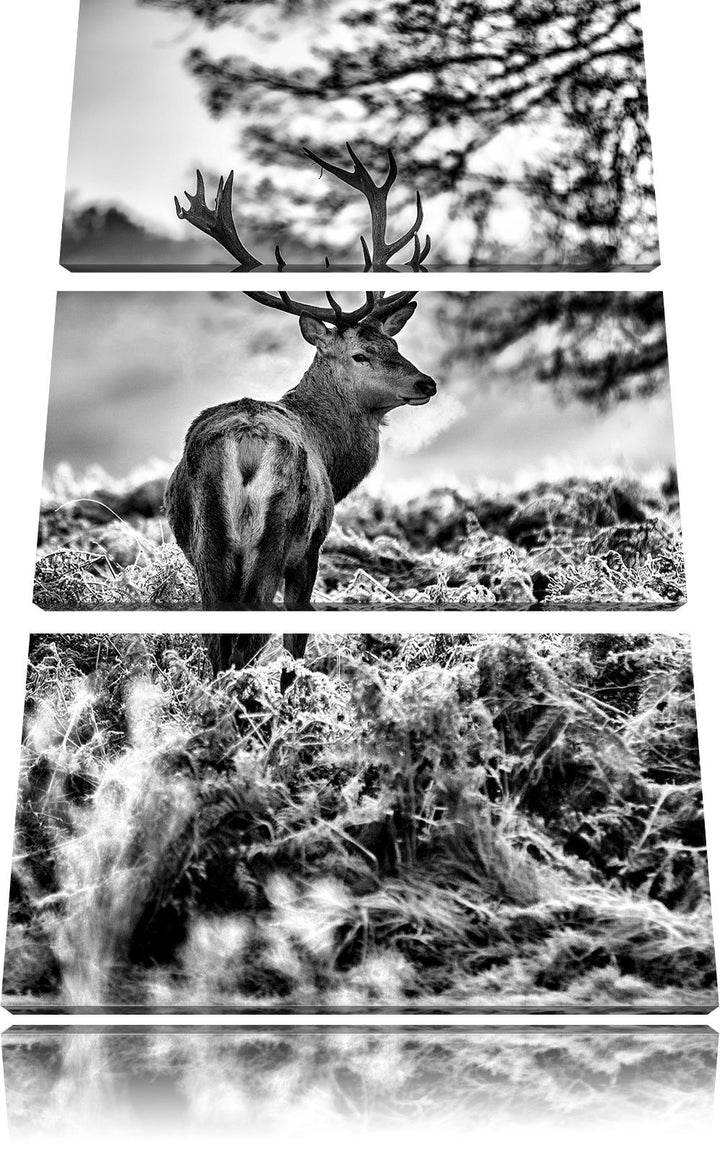 Pixxprint Hirsch im Wald als Leinwandbild/Grösse: 3 Teilig (120x80) cm/Wandbild/Kunstdruck/fertig be