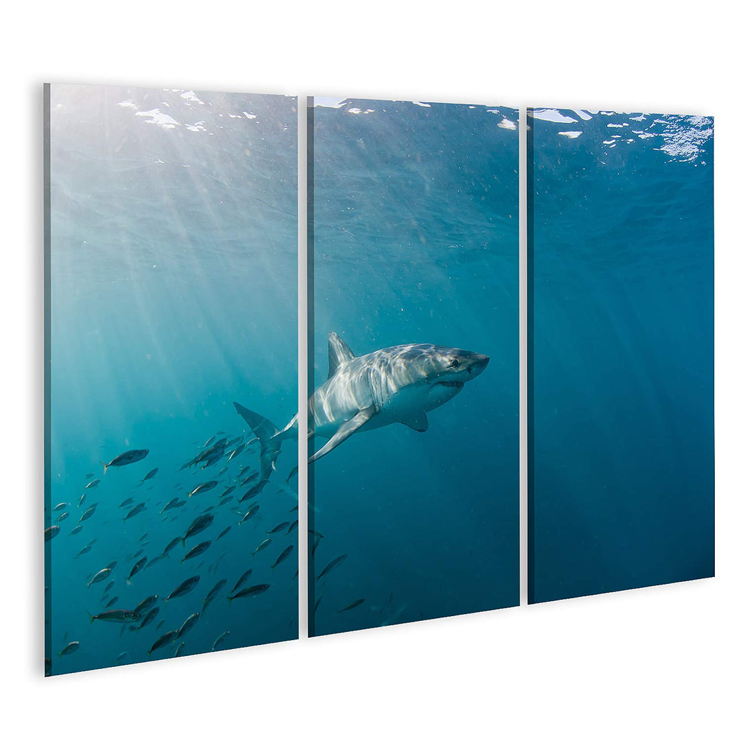 islandburner Bild auf Leinwand Grosser Weisser Hai Und Fischschwarm Bilder Wandbilder Poster 130x80c