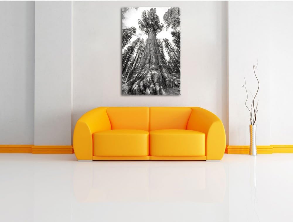 Pixxprint Mammutbaum im Regenwald Kohle Effekt, Format: 100x70 auf Leinwand, 100x70