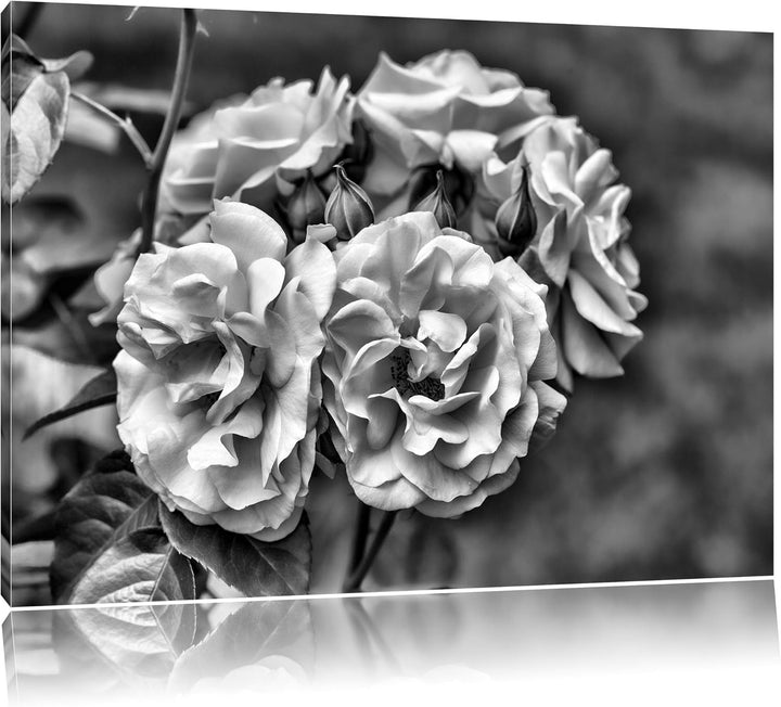 Pixxprint Weiss gelbe Rose Blumen / 100x70cm Leinwandbild bespannt auf Holzrahmen/Wandbild Kunstdruc