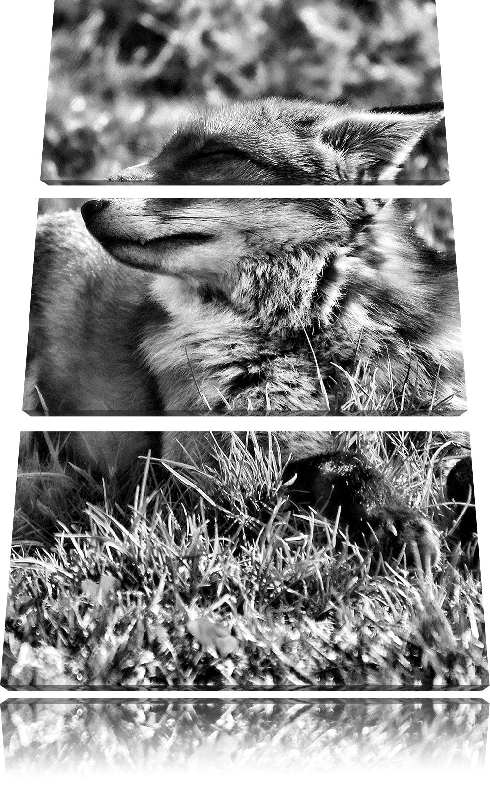 Pixxprint Fuchs im Gras als Leinwandbild/Grösse: 3 Teilig (120x80) / Wandbild/Kunstdruck/fertig besp