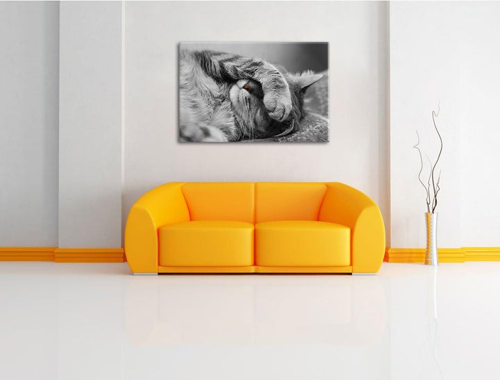 niedliche Katze beim schlafen schwarz/weiss Format: 100x70 auf Leinwand, XXL riesige Bilder fertig g