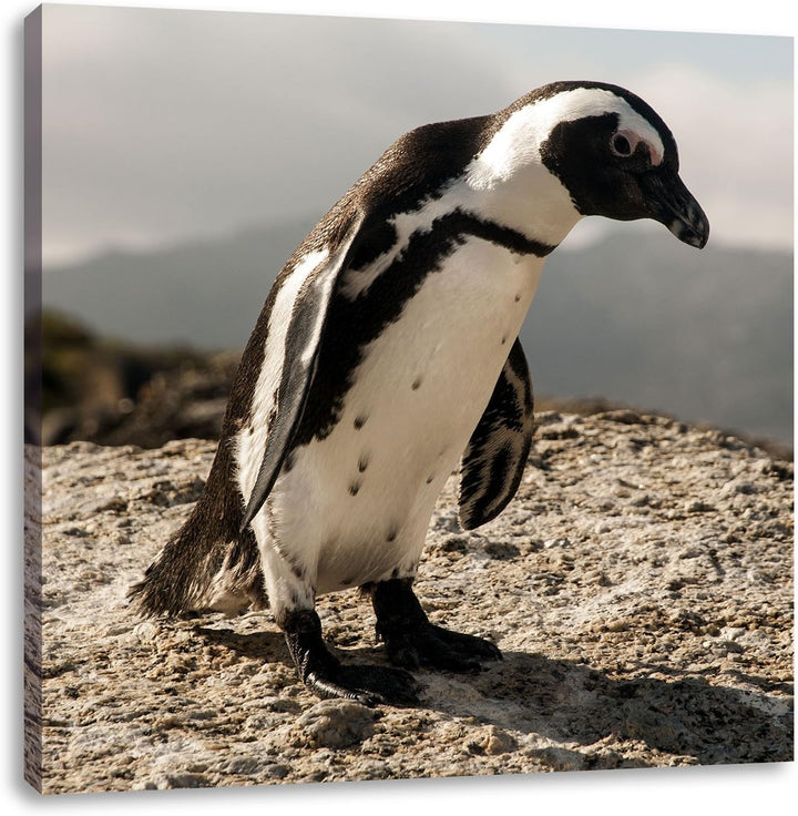 Pixxprint Afrikanischer Pinguin beobachtet als Leinwandbild/Grösse: 70x70 cm/Wandbild/Kunstdruck/fer