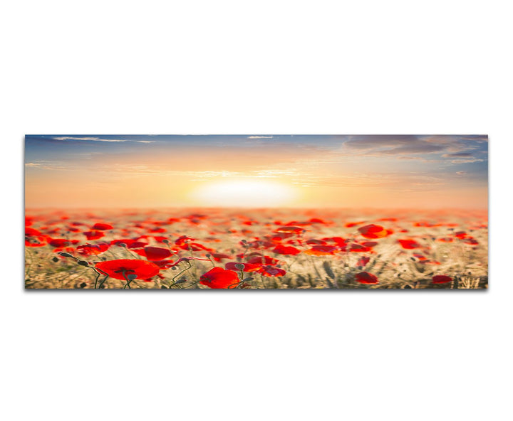 Paul Sinus Art Panoramabild auf Leinwand und Keilrahmen 150x50cm Mohnblumen Wiese Sommer Sonnenunter