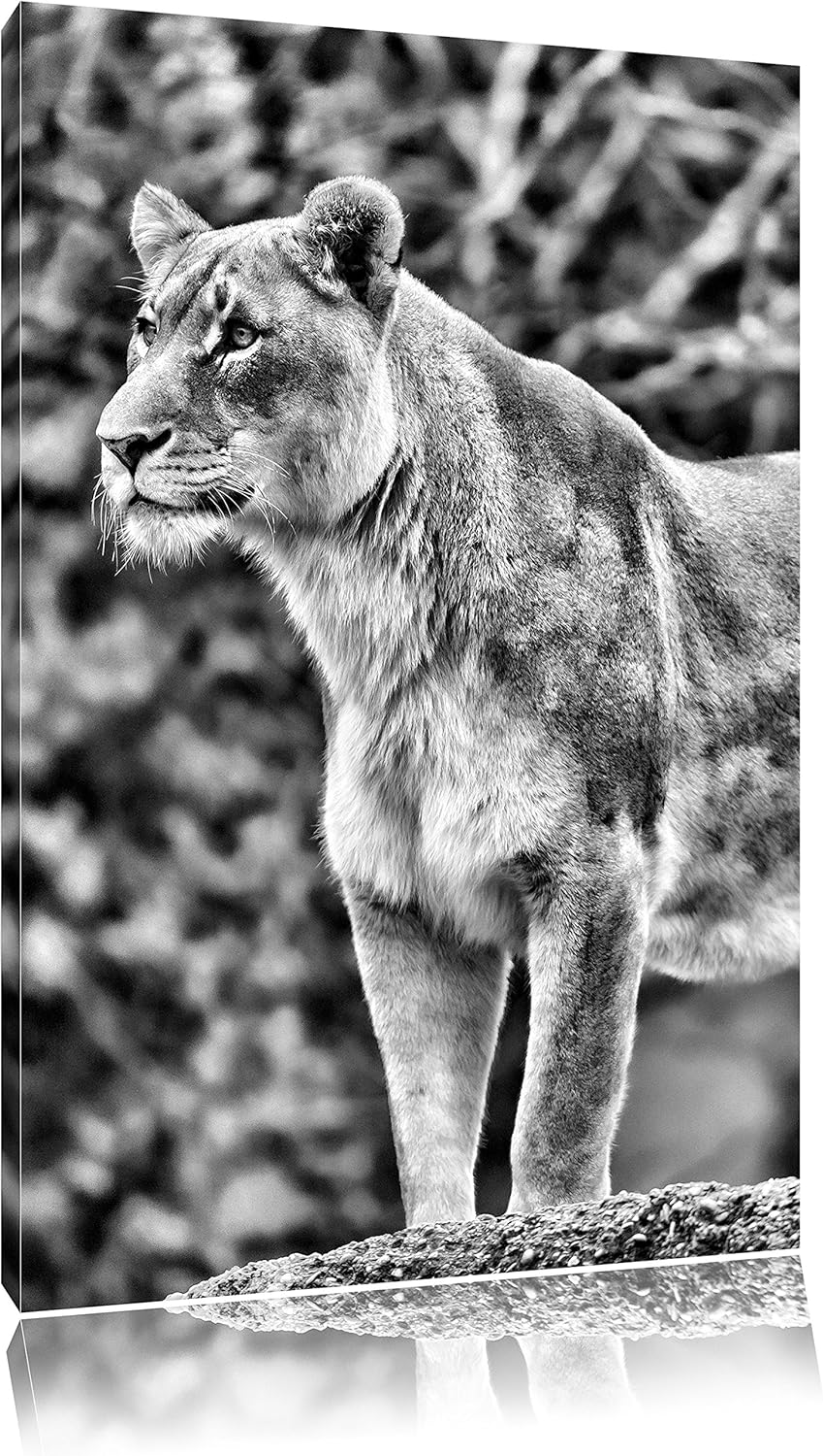 Pixxprint majestätische Löwin als Leinwandbild/Grösse: 100x70 cm/Wandbild/Kunstdruck/fertig bespannt