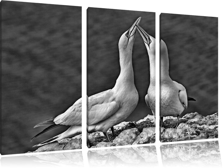 Pixxprint Monocrome, aussergewöhnliche Vögel am Meer 3-Teiler Leinwandbild 120x80 Bild auf Leinwand