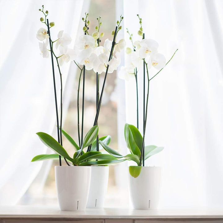 Santino 6er-Set Orchideentopf D 12cm Selbstbewässernder Topf mit Dochtsystem und Wasserstandsanzeige