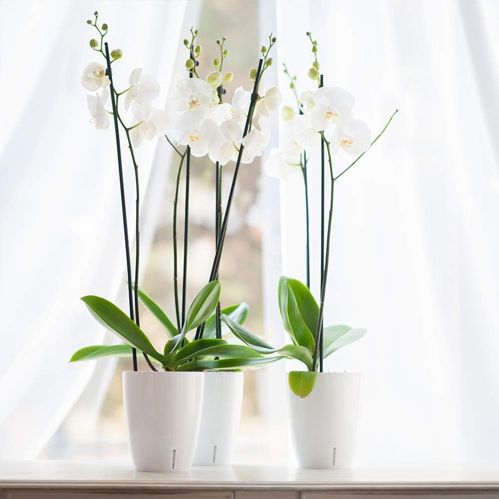 Santino 6er-Set Orchideentopf D 12cm Selbstbewässernder Topf mit Dochtsystem und Wasserstandsanzeige