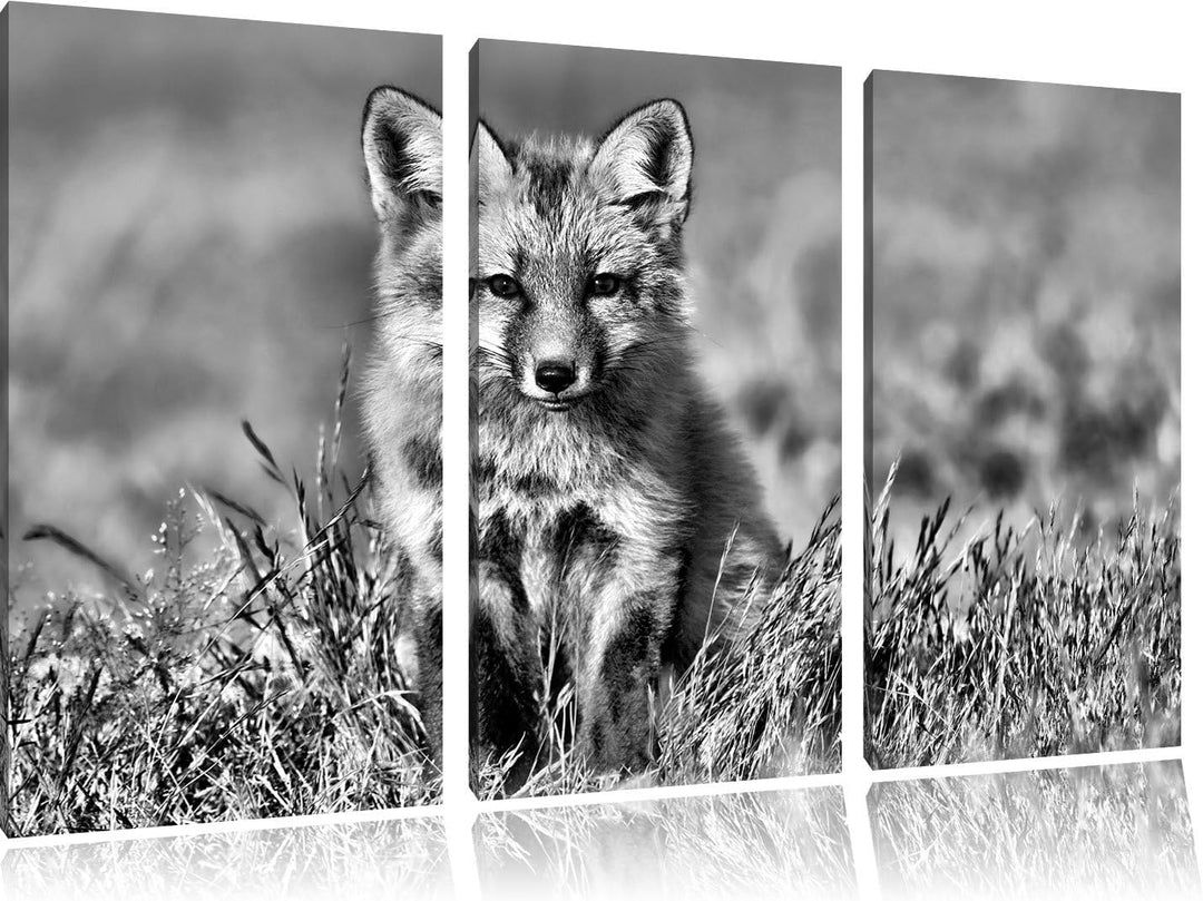 Pixxprint Kleiner Fuchs als Leinwandbild/Grösse: 3 Teilig (120x80) cm/Wandbild/Kunstdruck/fertig bes