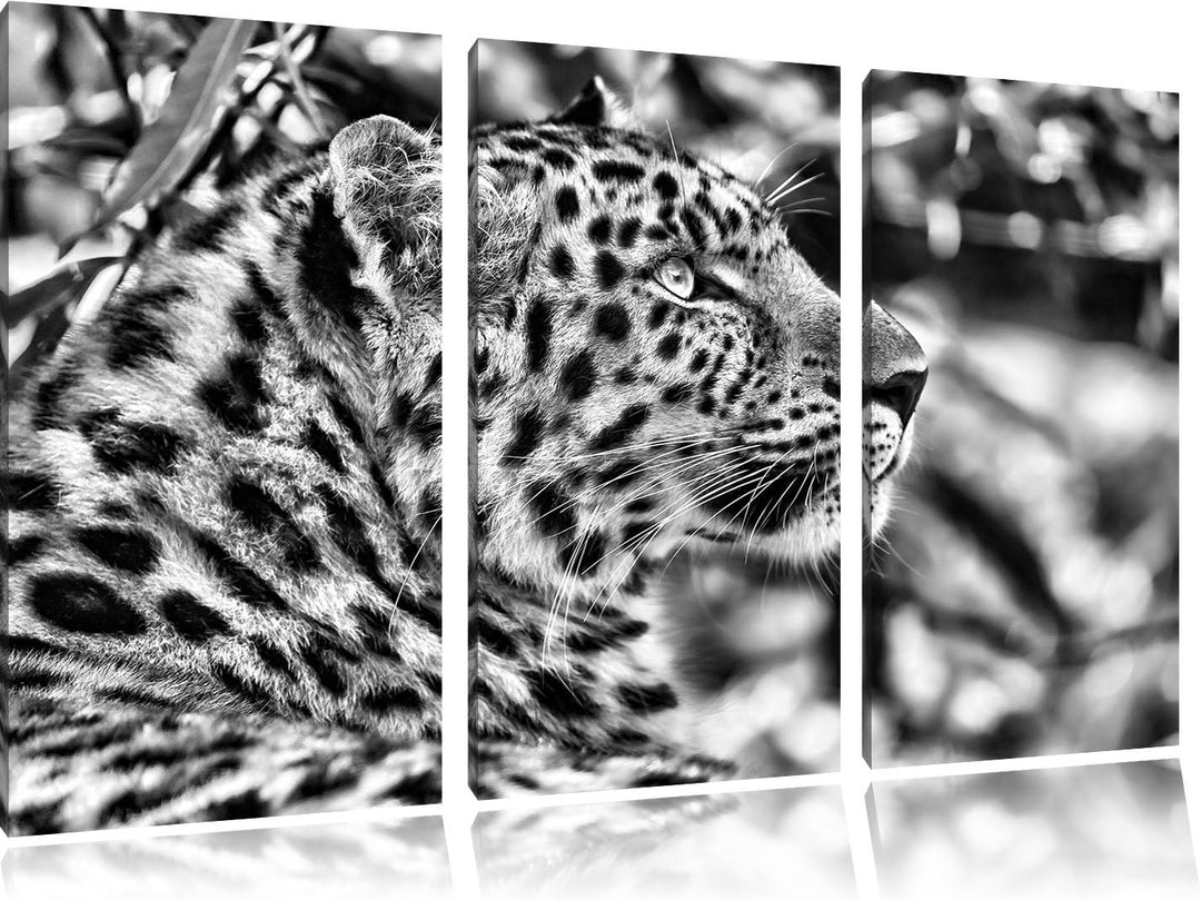 Pixxprint prächtiger Leopard im Schatten als Leinwandbild/Grösse: 3 Teilig (120x80) cm/Wandbild/Kuns