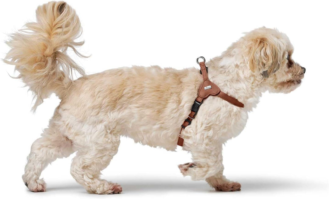 Hunter Hundegeschirr SOHO MINI, Farbe: Cognac, Rindsleder, weich & geschmeidig, fellschonend, leicht